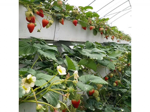 草莓基質(zhì)種植槽