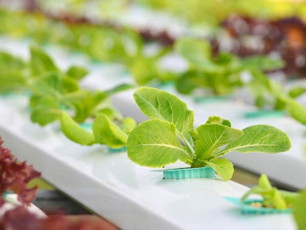 水培 無土栽培工程