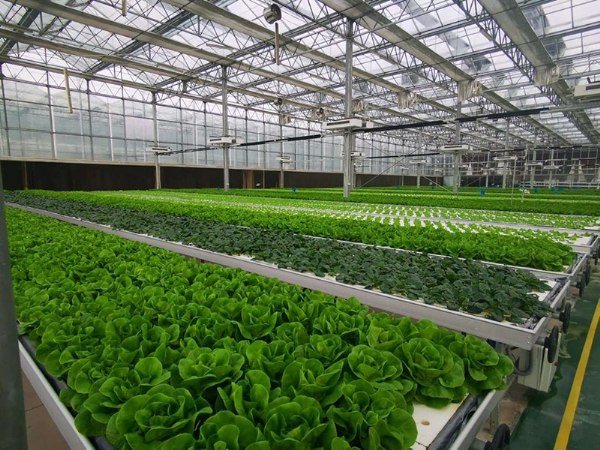 無土栽培浮板種植