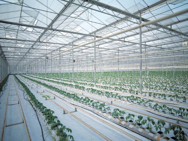 無土栽培荷蘭模式種植