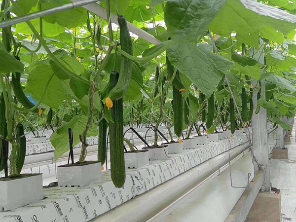 椰糠條種植黃瓜